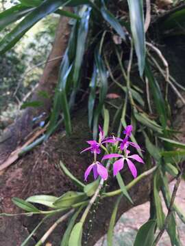 Image of Epidendrum flexuosum G. Mey.