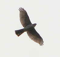 Image of Japanese Sparrowhawk