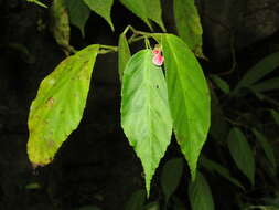 Image of Begonia peruviana A. DC.