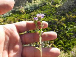 Image of Amellus asteroides (L.) Druce