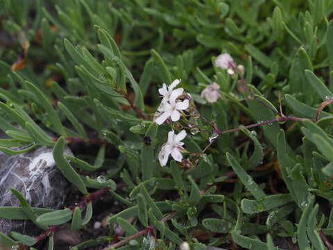 Image of creeping baby's-breath