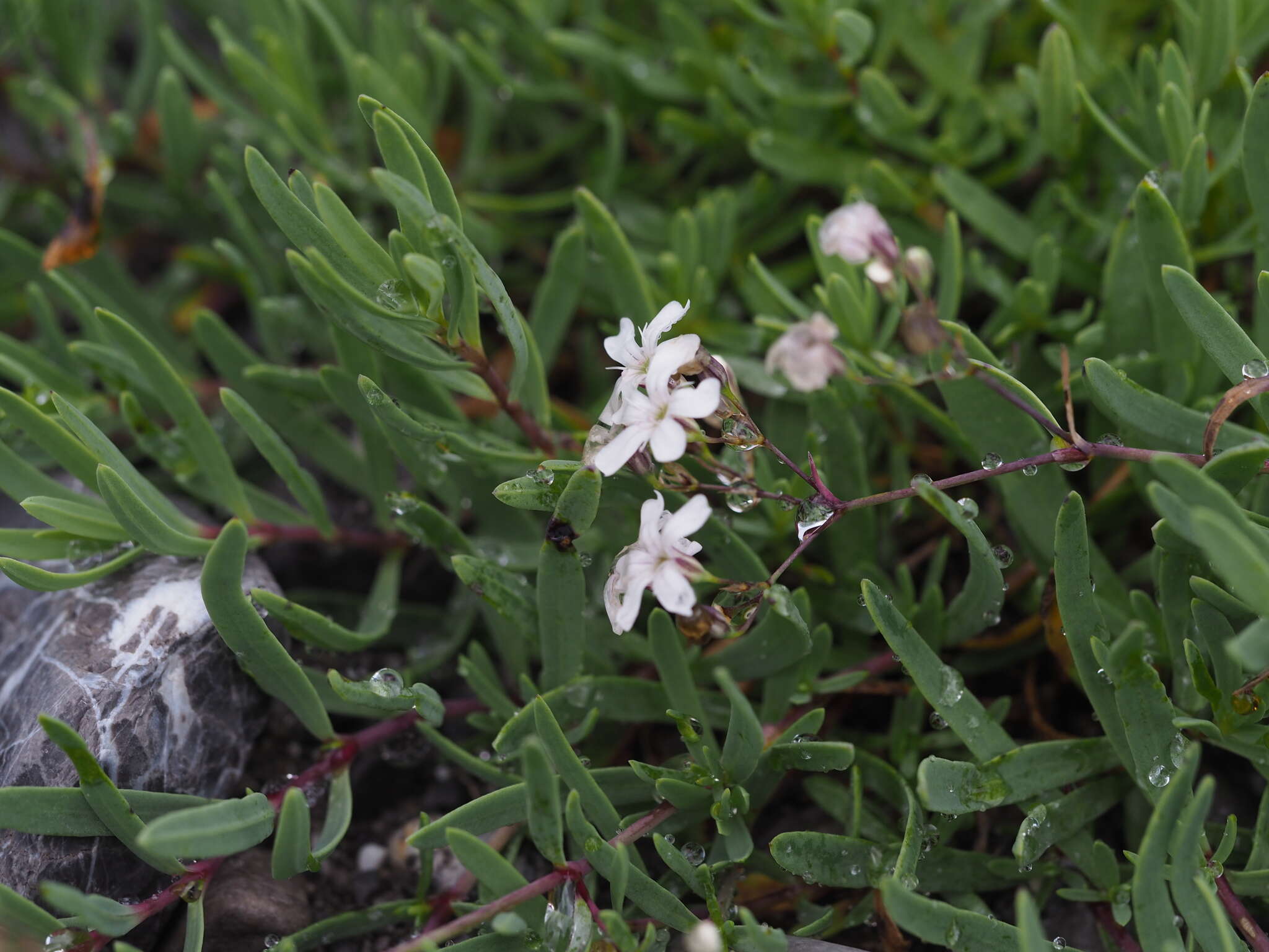 Слика од Gypsophila repens L.