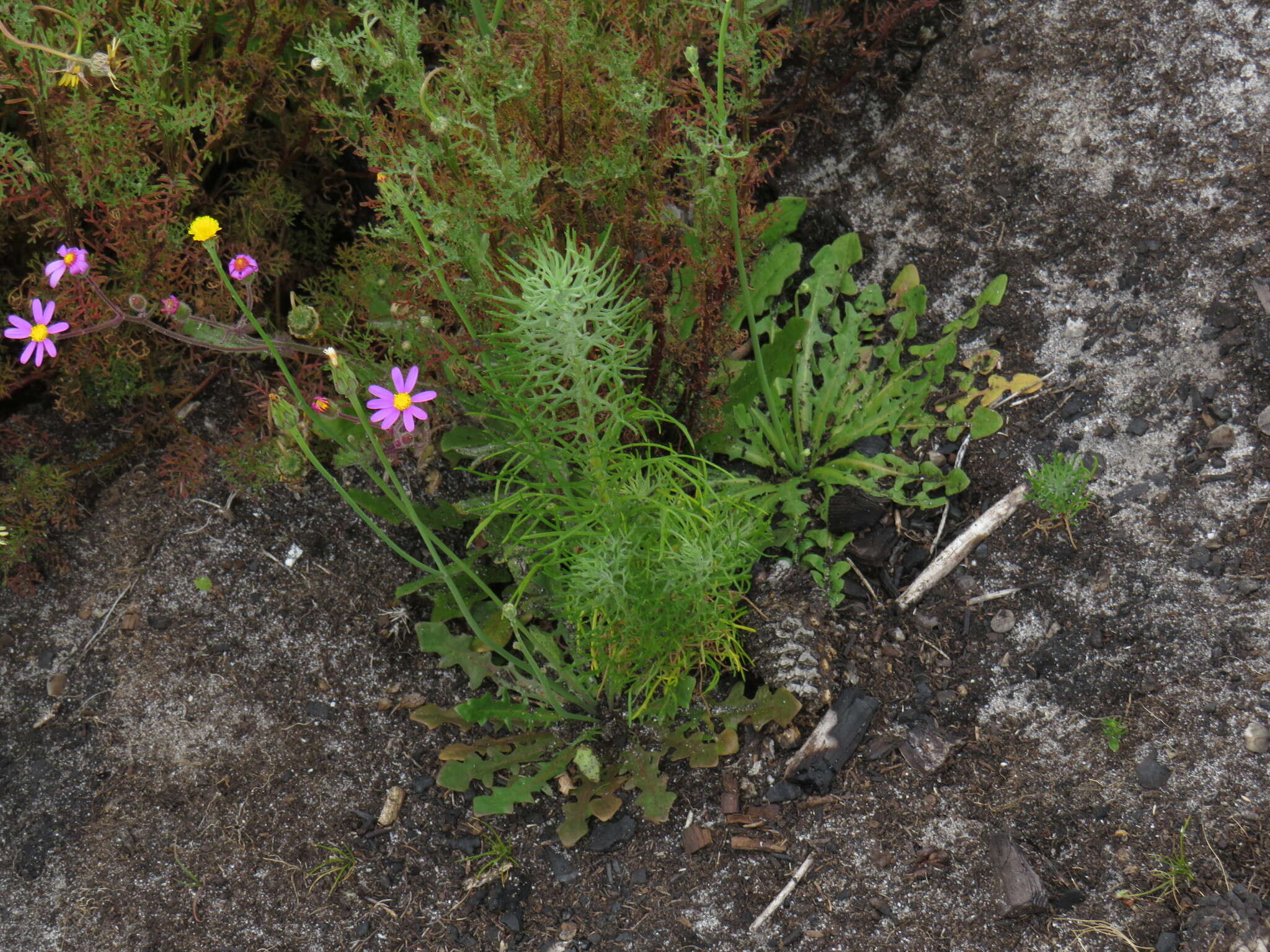 Слика од Athanasia crithmifolia subsp. crithmifolia