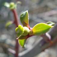 Imagem de Euphorbia gariepina subsp. gariepina