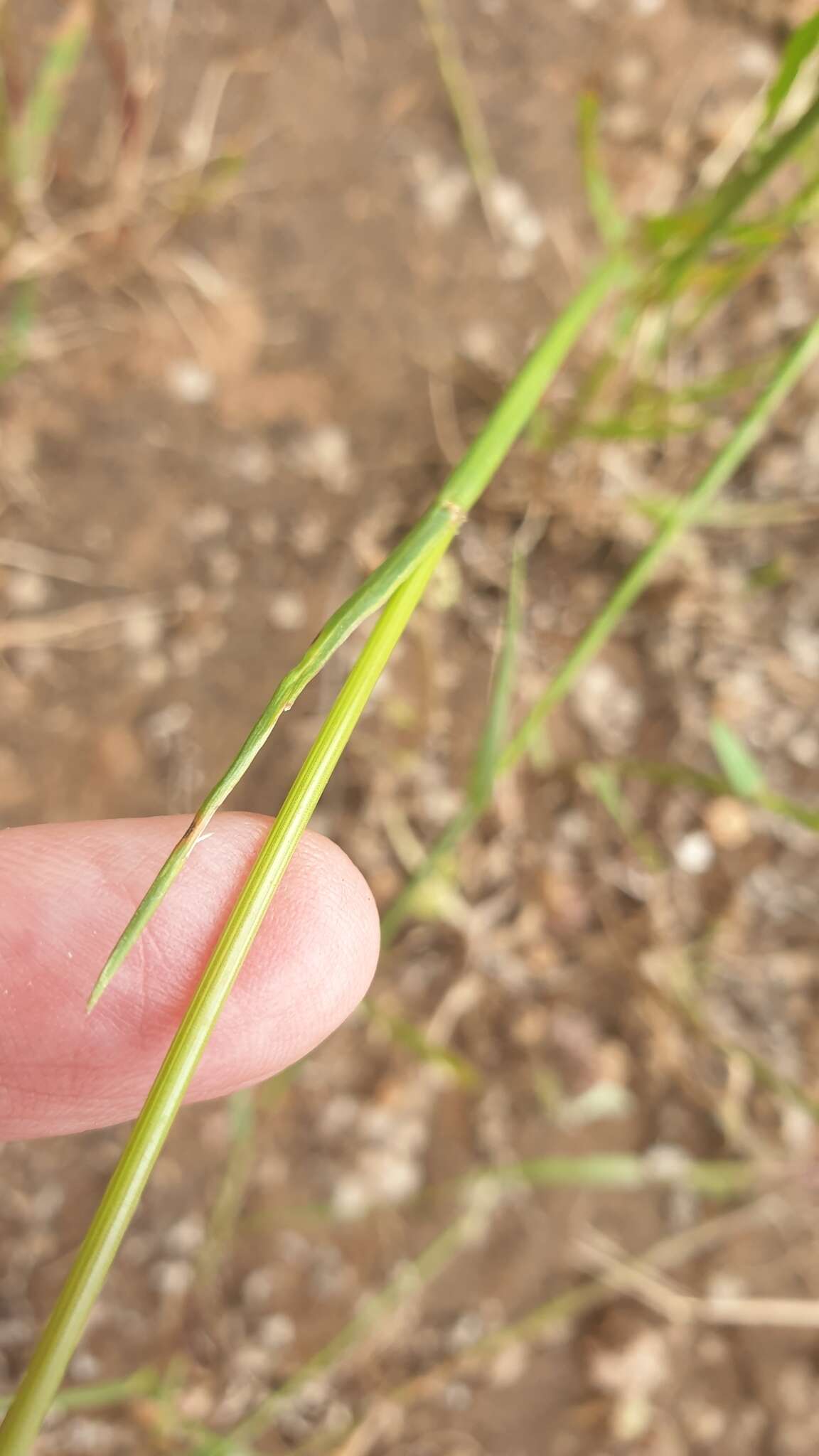 Image of Wimmera ryegrass