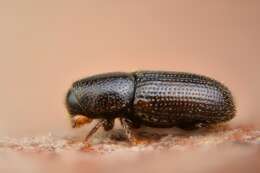 Image of Bark beetle