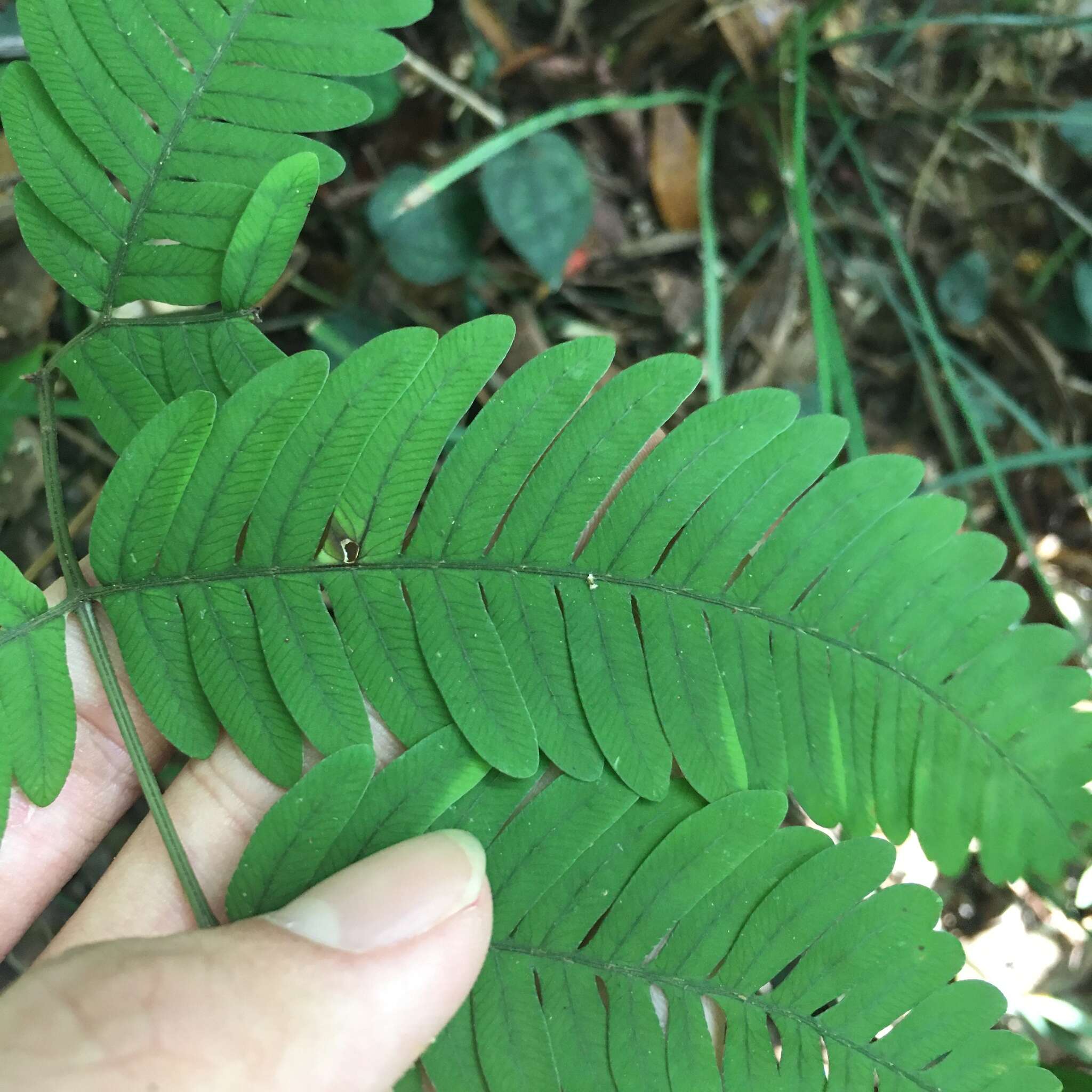 Imagem de Pteris austrotaiwanensis Y. S. Chao