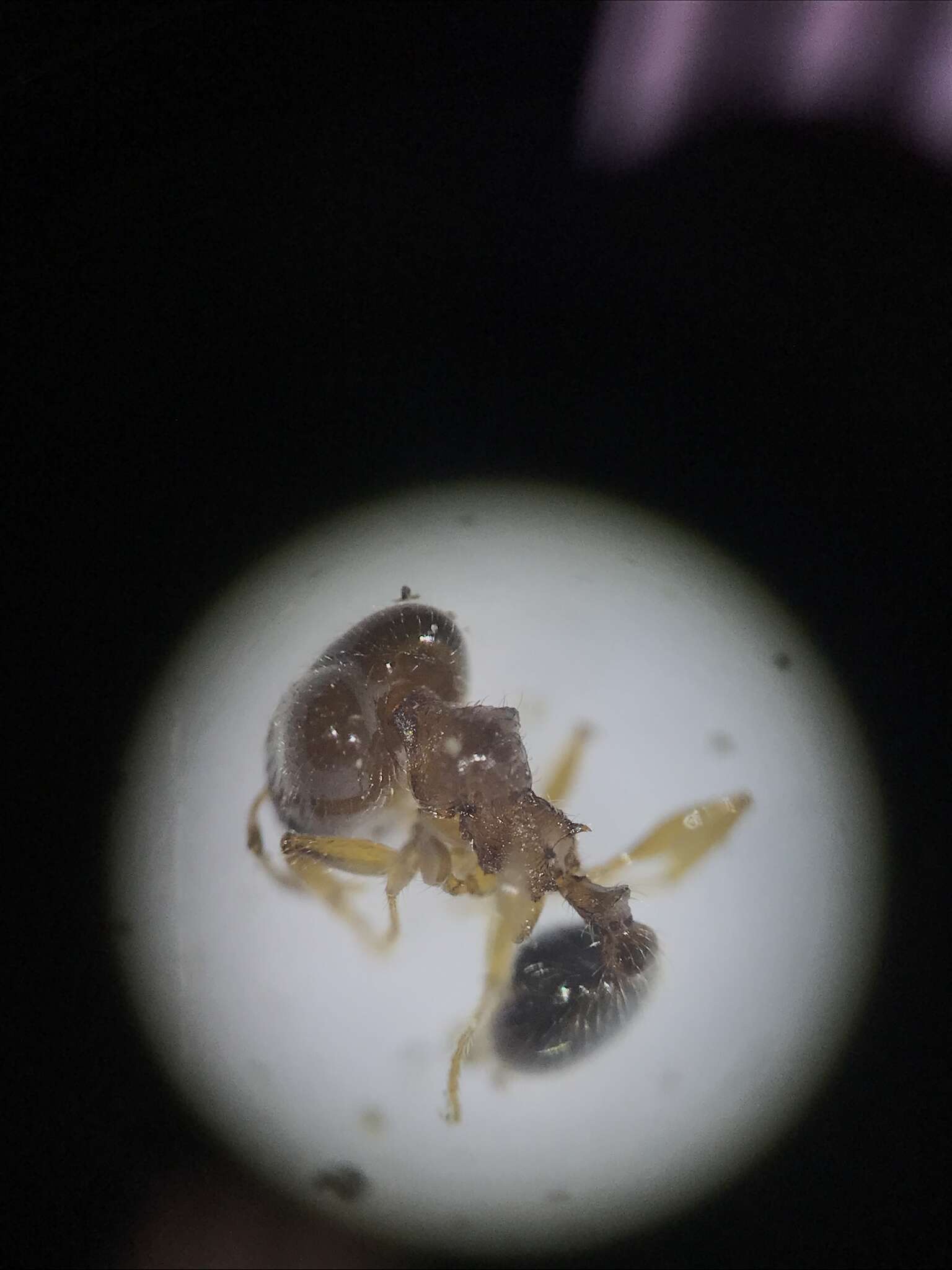 Pheidole pilifera (Roger 1863)的圖片