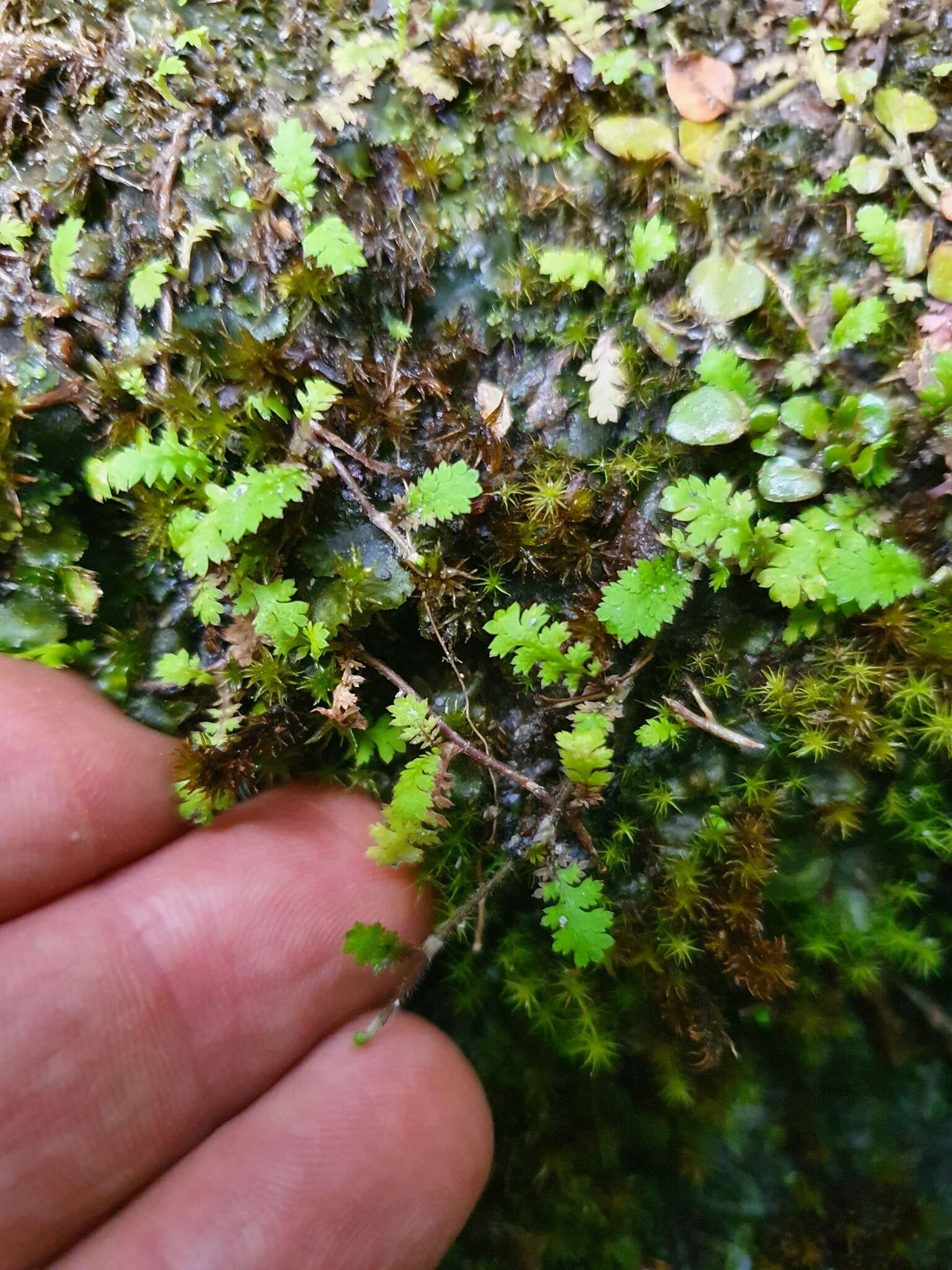 Image of Leptinella dispersa subsp. dispersa