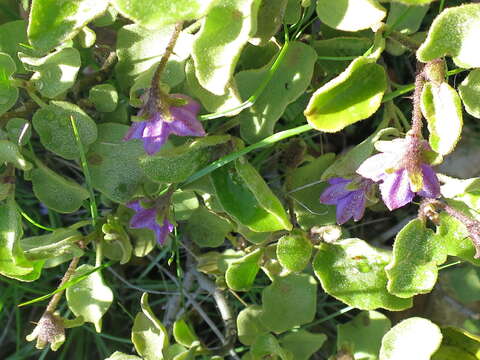 Image of Solanum tomentosum var. tomentosum