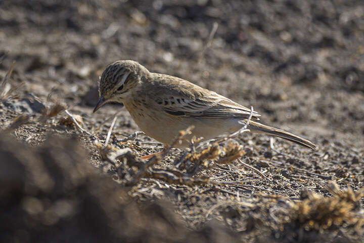 Image of Blyth's Pipit