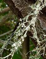 Image of cartilage lichen