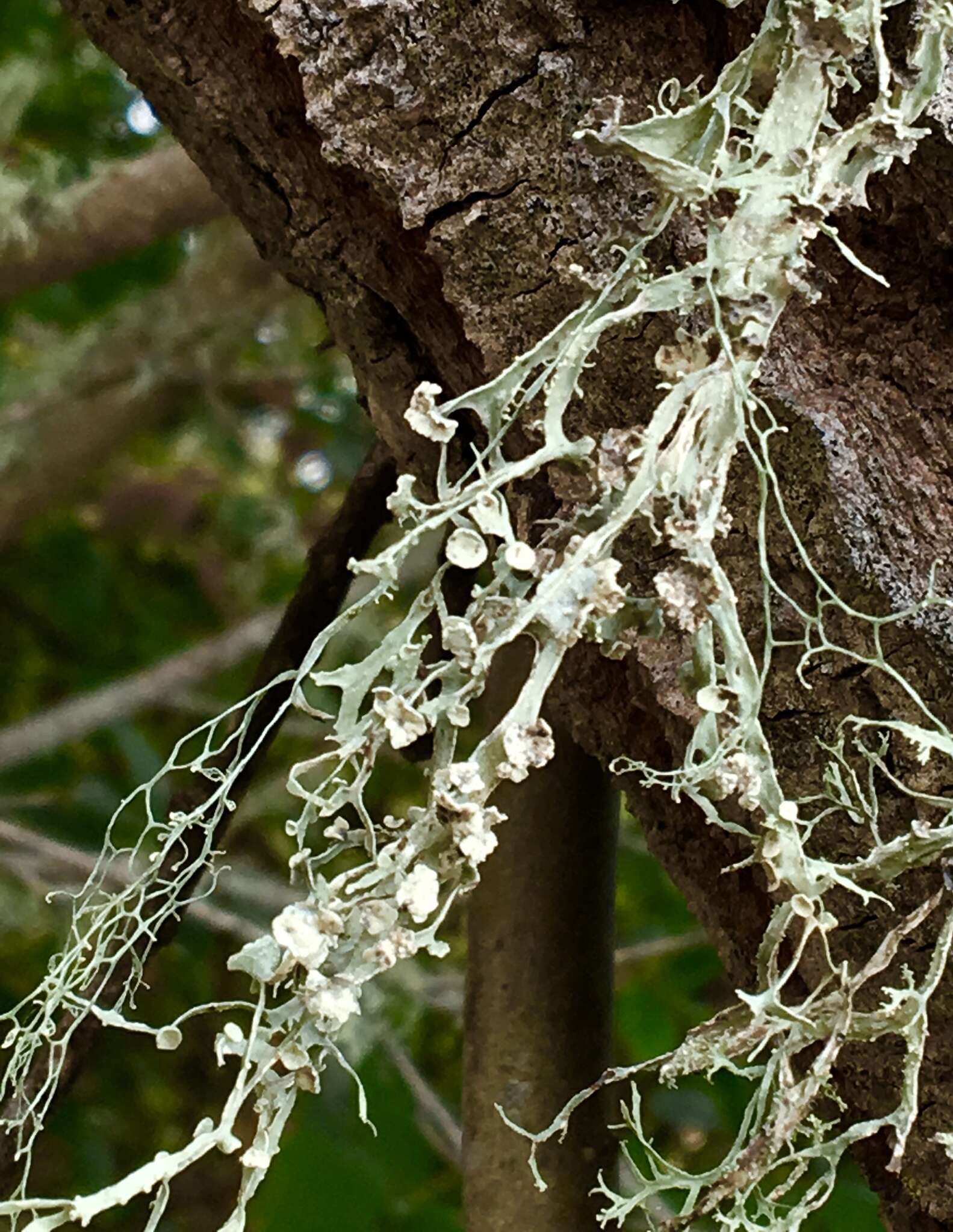 Imagem de Ramalina leptocarpha Tuck.