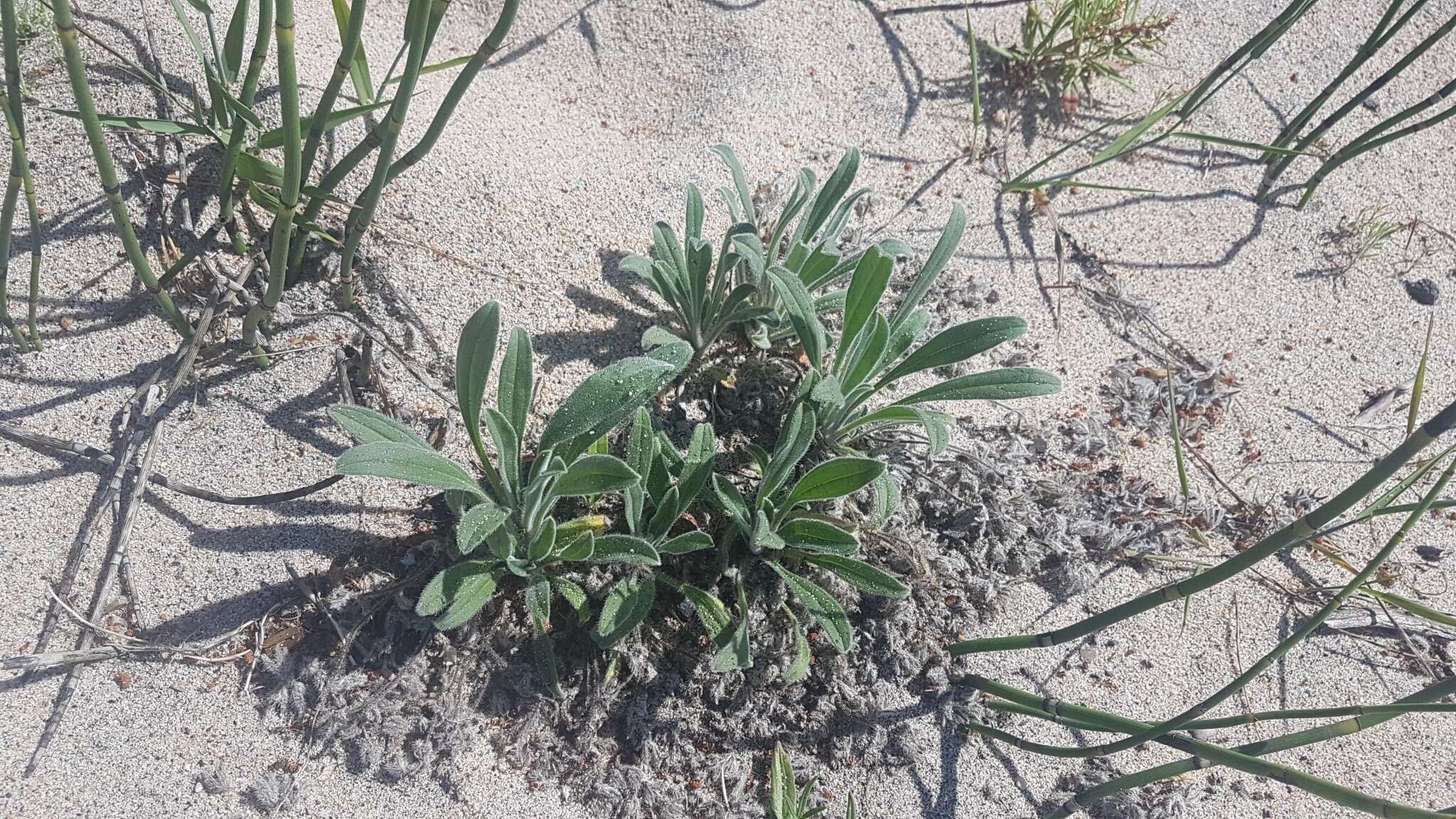 Слика од Craniospermum subvillosum Lehm.