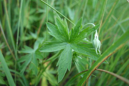 Image of Geranium collinum Stephan ex Willd.