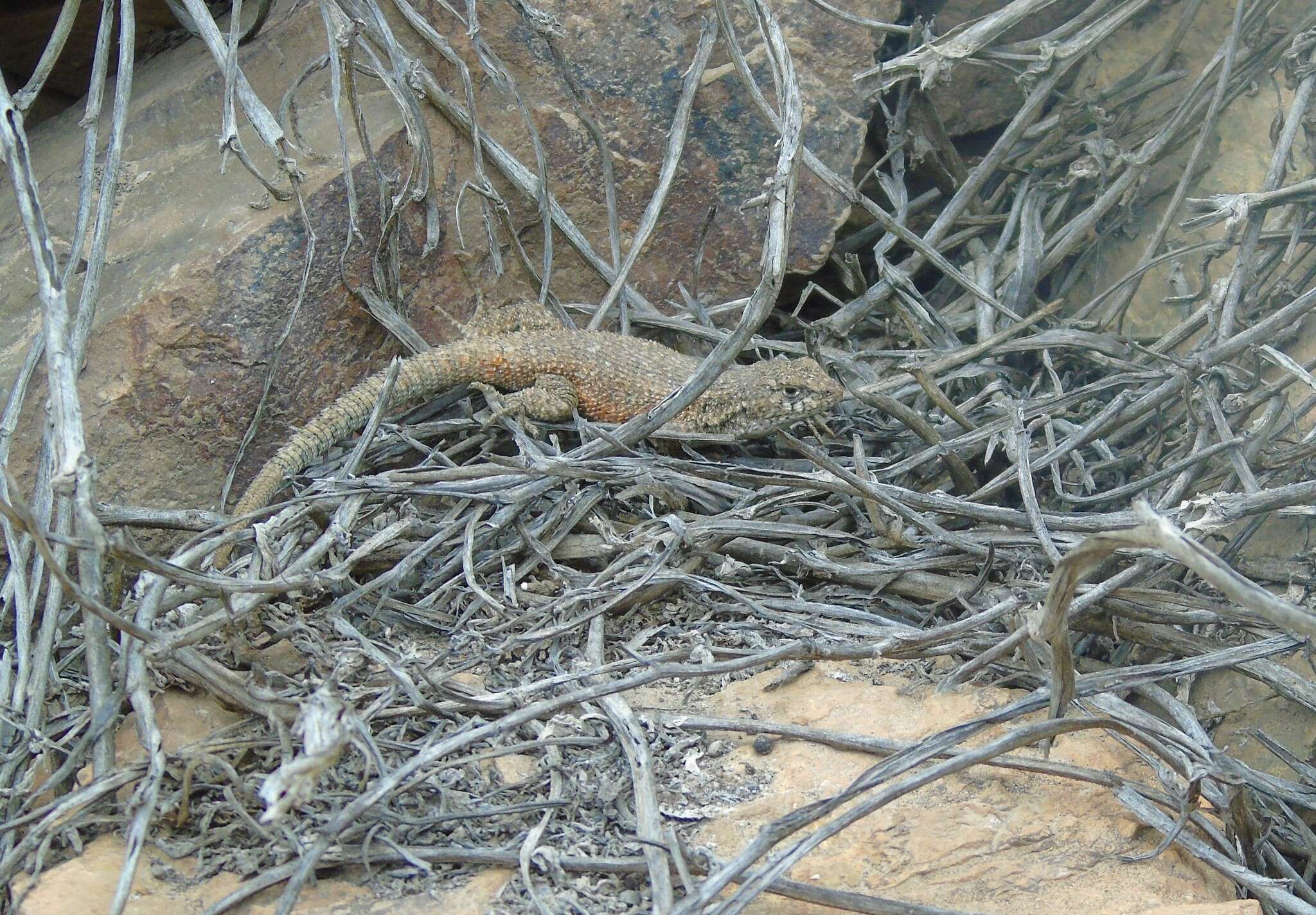 Image of Hellmich's Tree Iguana