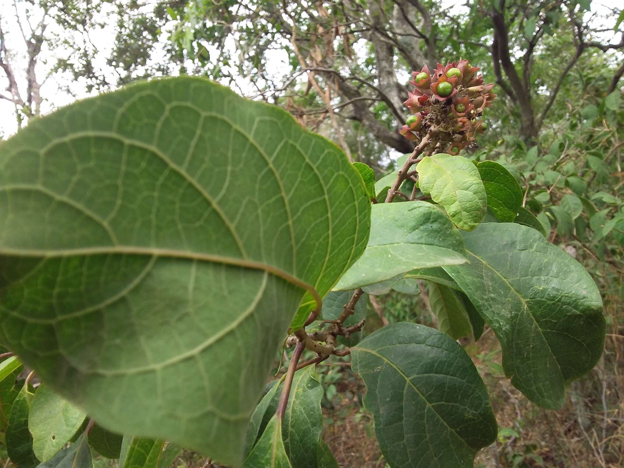 Image of Clerodendrum tomentosum (Vent.) R. Br.