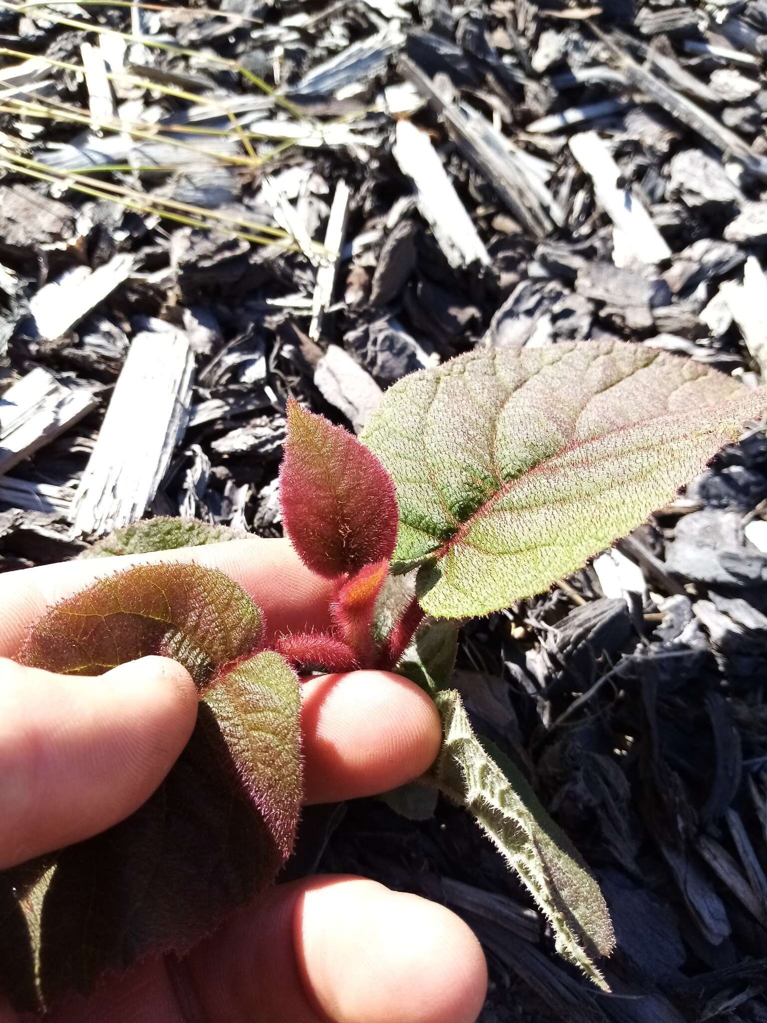 Image de Actinidia chinensis var. hispida C. F. Liang