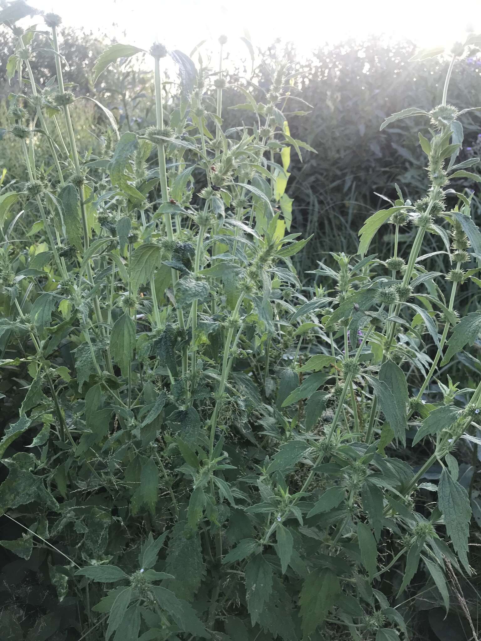 Image of lion's tail