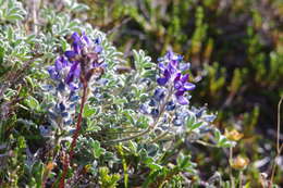 Image of Pacific lupine