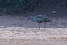 صورة Bostrychia hagedash brevirostris (Reichenow 1907)