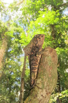 Image of Corytophanes