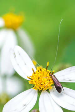 Image of Southern Longhorn Moth