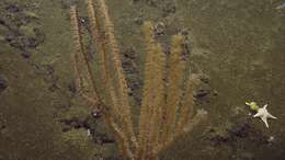 Image of Isidella tentaculum Etnoyer 2008