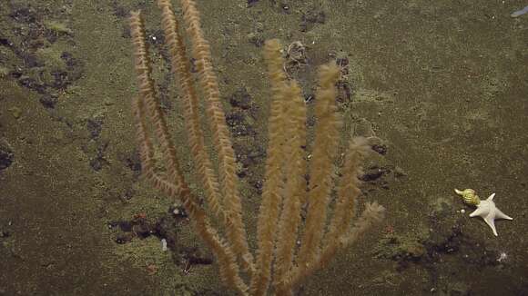 Image of Isidella tentaculum Etnoyer 2008