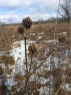 Eryngium yuccifolium Michx. resmi