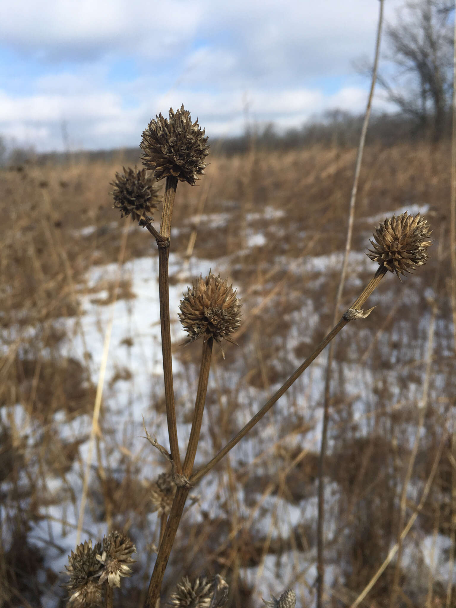 Imagem de Eryngium yuccifolium Michx.