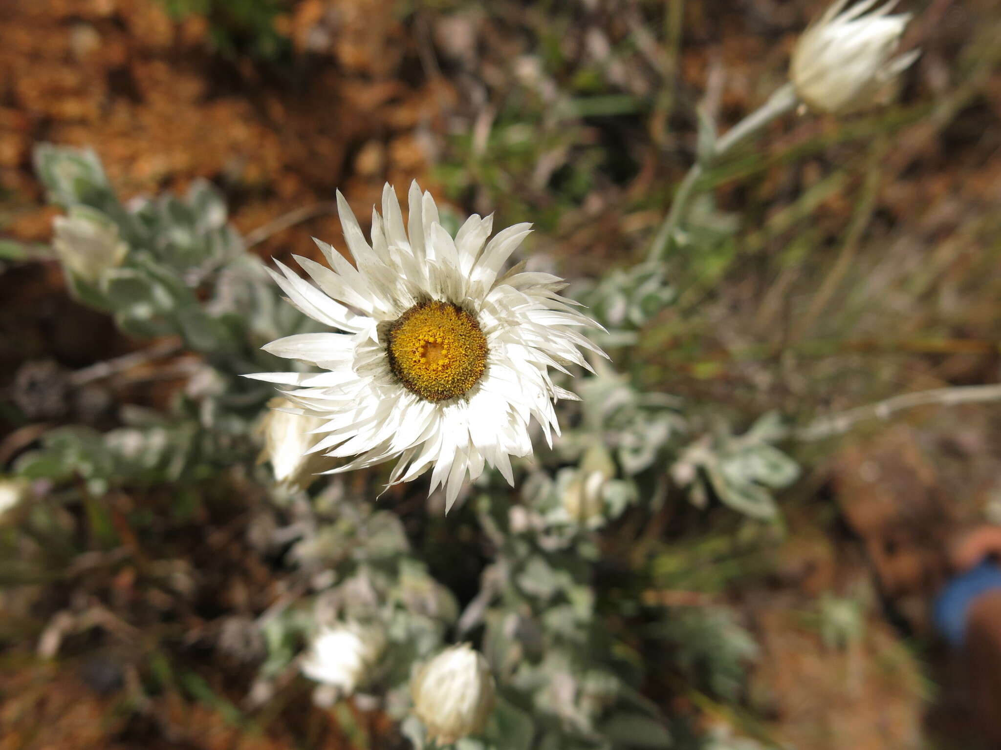 Image of Coronidium newcastlianum (Domin) Paul G. Wilson