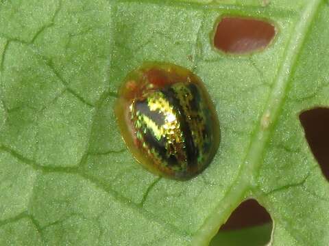 Слика од Agroiconota atromaculata Borowiec 2005