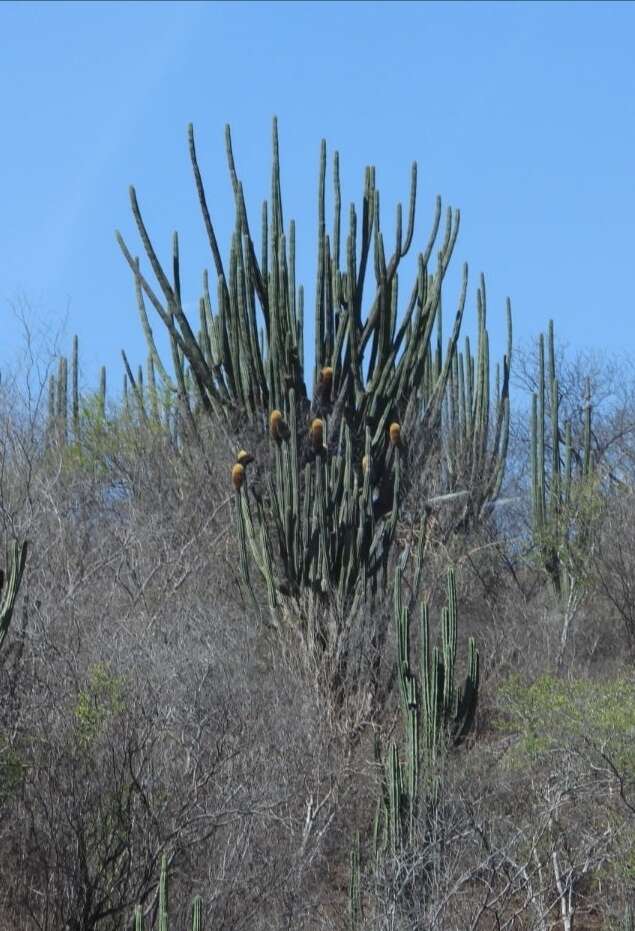 Image of Grenadier's Cap Cactus