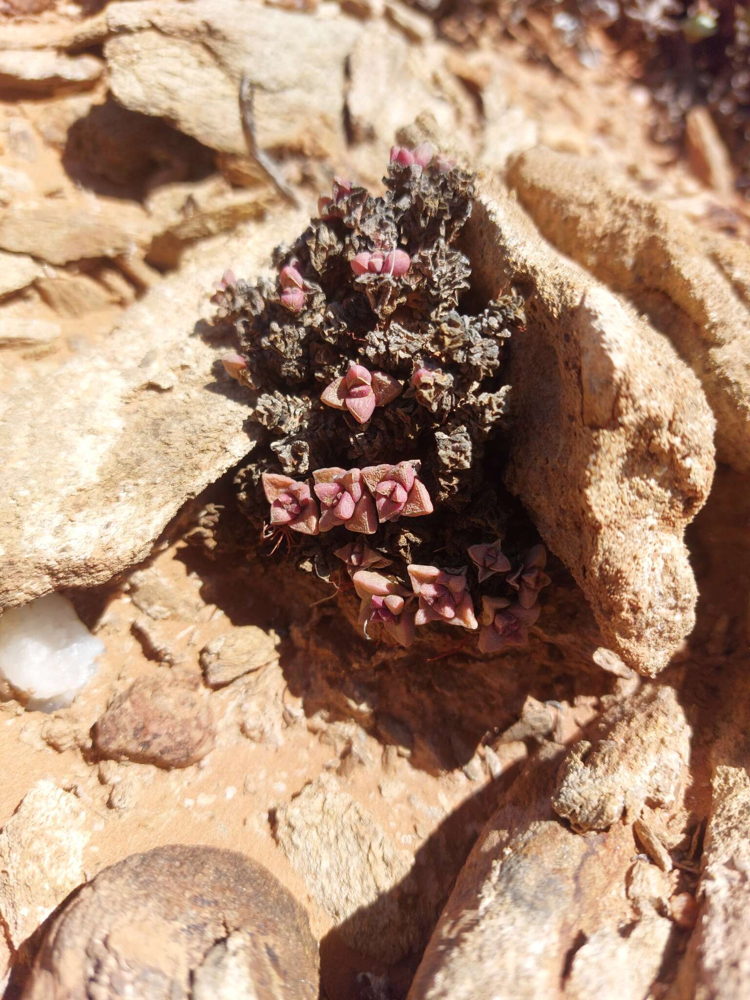 Image of Crassula elegans Schönl. & Baker fil.