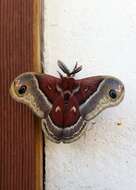 Image of Glover's Silkmoth