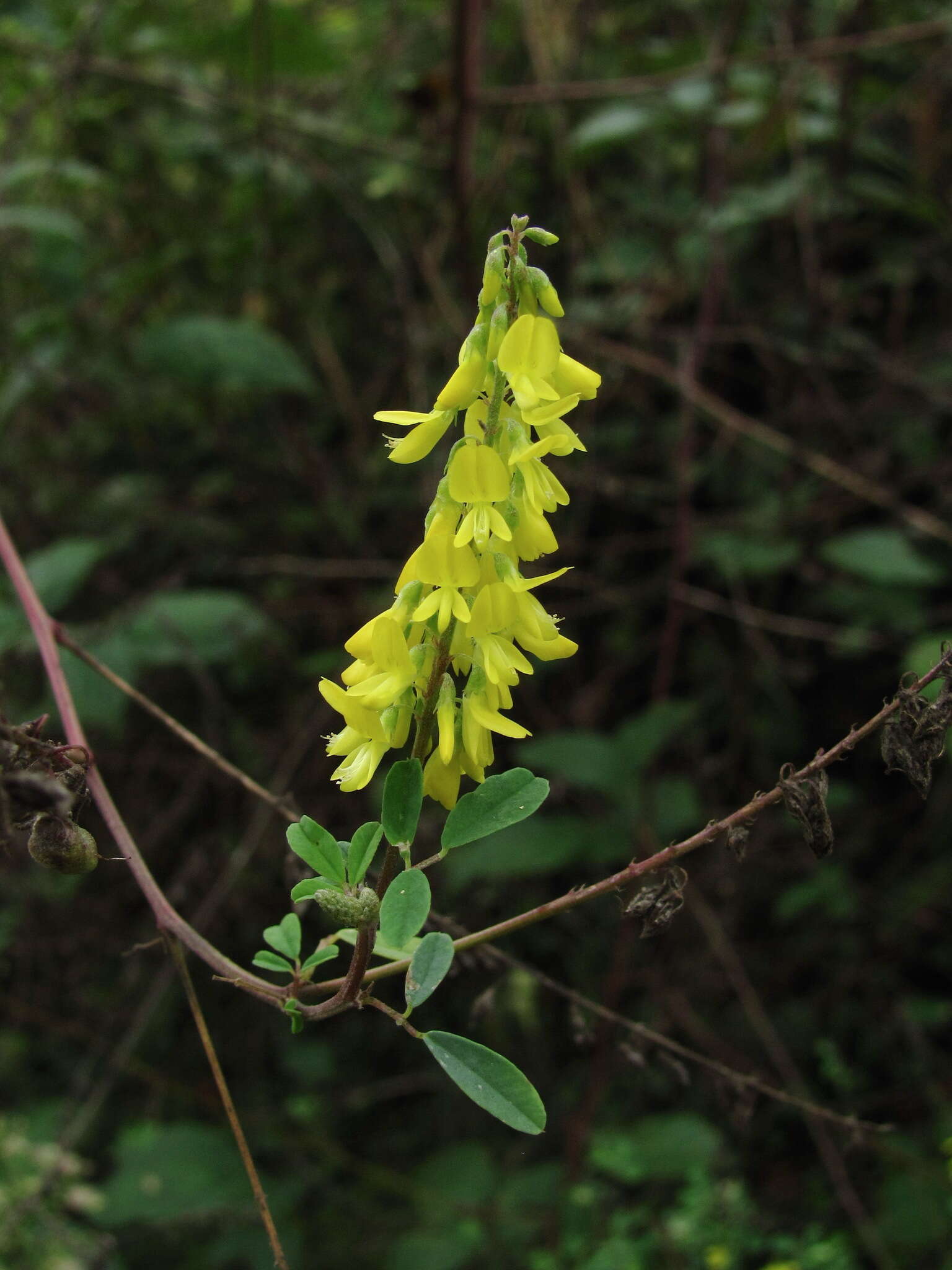 Imagem de Melilotus hirsutus Lipsky