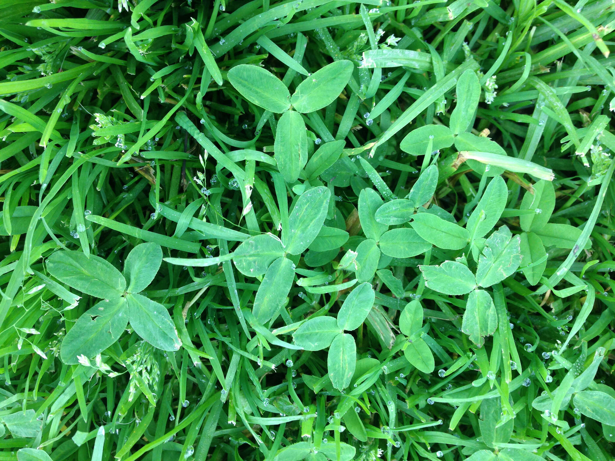 Image of strawberry clover