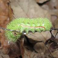 Image of Io Moth