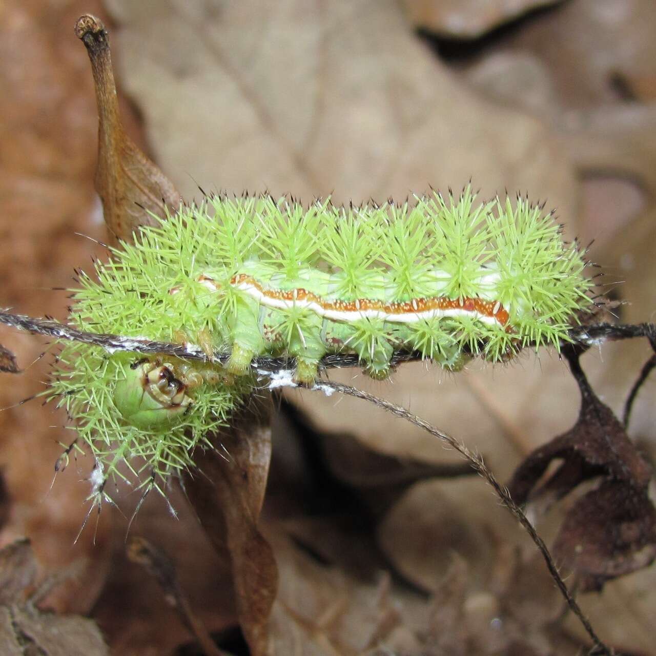 Image of Io Moth