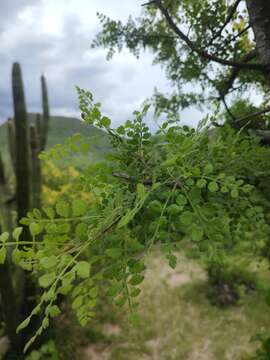 Image of Bursera filicifolia T. S. Brandegee