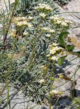 Image of Saxifraga crustata Vest