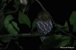 Image of Oriental Scops Owl