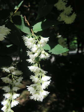 Image of crenate pride-of-Rochester