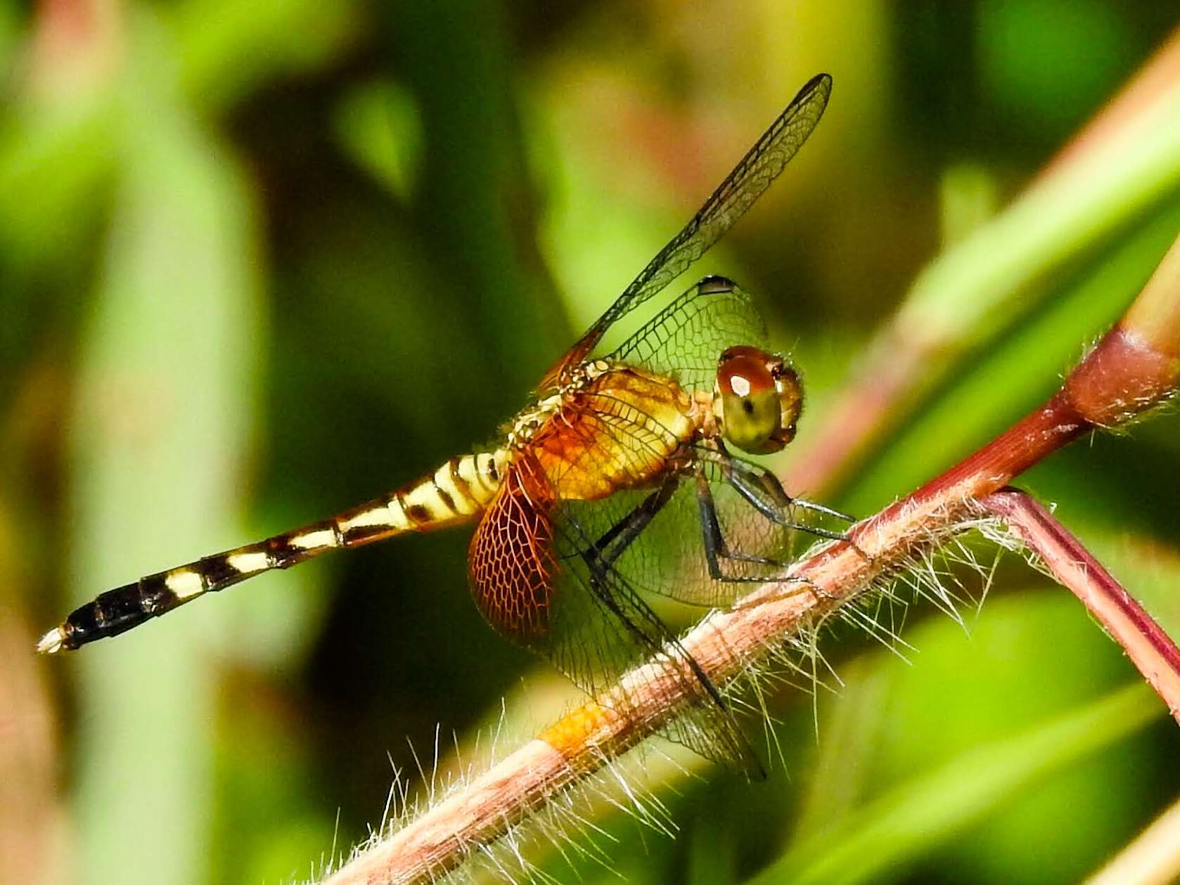 Image of Red-mantled Dragonlet