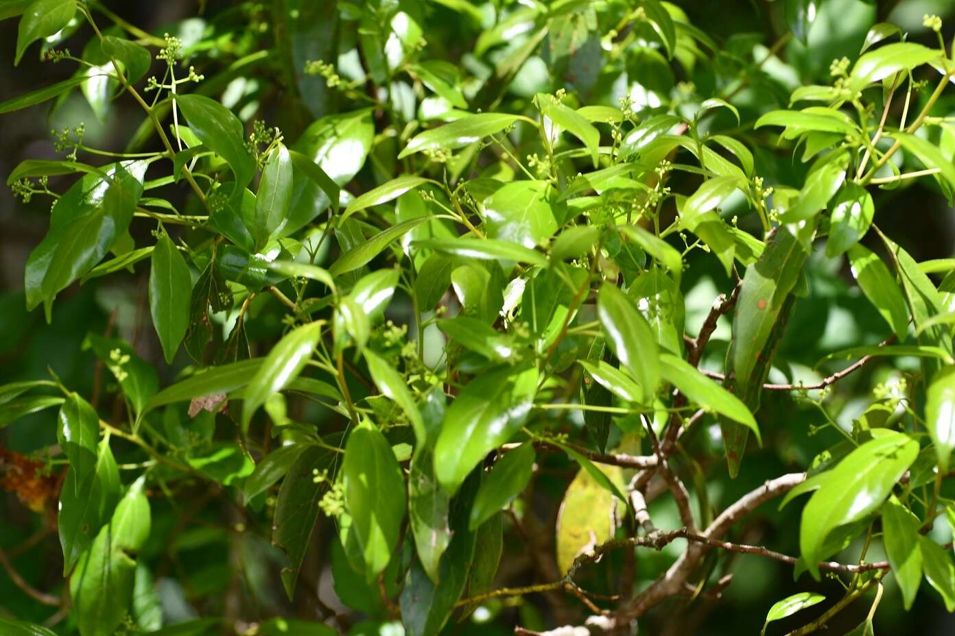 Image of Ocotea heydeana (Mez & J. D. Smith) Bernardi