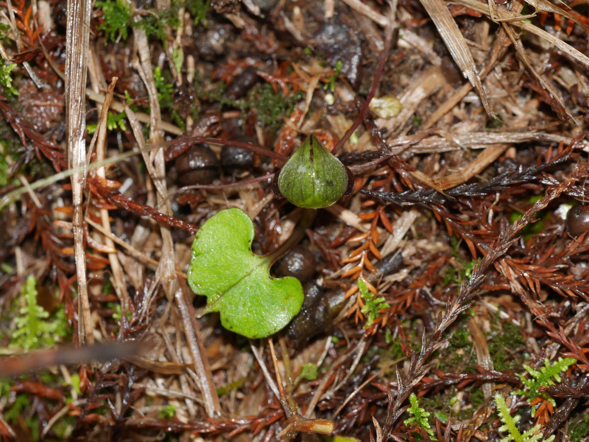 Image of Corybas vitreus Lehnebach