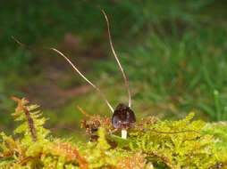 Image de Corybas iridescens Irwin & Molloy