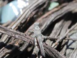 Trimerotropis californica Bruner & L. 1889 resmi