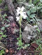 Image of Satyrium kitimboense Kraenzl.